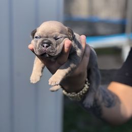 French Bulldog Puppies from Uniquefrenchiies