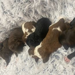 Greyson - Black and white Aussiedoodle puppy in Albertville, Alabama from Home Sweet Home Doodles LLC