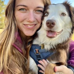 Australian Shepherd and Miniature Australian Shepherd Puppies from Integrity Aussies Tx