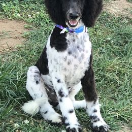 Aussiedoodle, Miniature Australian Shepherd, and Poodle Puppies from Classic K9’s  Aussies, Poodles & Doodles