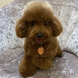 Poodle Puppies from Kinderpoodlesutah