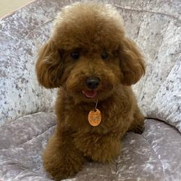 Poodle Puppies from Kinderpoodlesutah