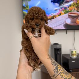 Elior - Red  male Poodle puppy in Miami, Florida from Sakura Poodles