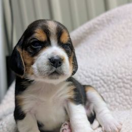 Female 4 - Black tan and white female Beagle puppy in Baltimore, Maryland from Country Acres Farm