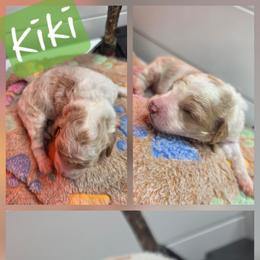 Kiki - Parti female Goldendoodle puppy in Palestine, Texas from KK's Doodle Bunch