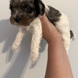 Boy 3 - Merle male Cockapoo puppy in Dahlonega, Georgia from Loveable Cockapoos