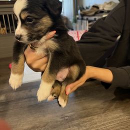 Miniature Australian Shepherd Puppies from Hadden's Aussies