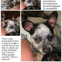 Orange - Blue male Australian Cattle Dog puppy in Chelsea, Oklahoma from CT Mini Heelers