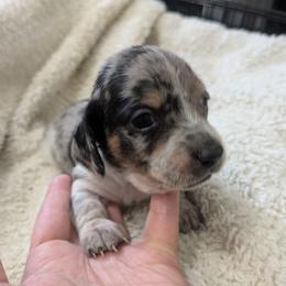 6 - Shamrock - Dapple female Dachshund puppy in Central Point, Oregon from MRS Long Dog Ranch
