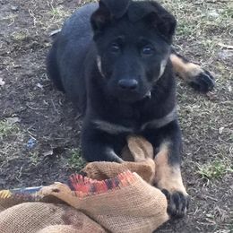 German Shepherd Puppies from Tatum Kennels