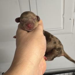 Brownie - Dapple male Dachshund puppy in Fredericksburg, Indiana from Blue River Mini Dachshunds