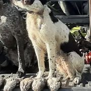 Kleine Munsterlanders from von den Wildblumen Kennels