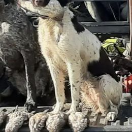 Kleine Munsterlanders from von den Wildblumen Kennels