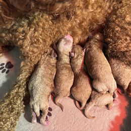 Girl 4 - Red  female Goldendoodle puppy in Youngsville, North Carolina from Blackberry Hill Doodles