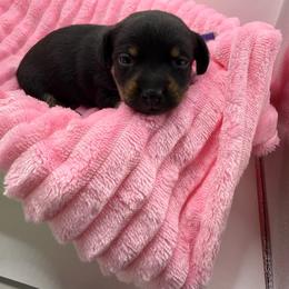 Tortellini - Black and tan female Dachshund puppy in Mountain Home, Arkansas from Furry Friends Kennel