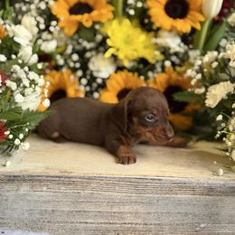 Chocolate and tan female - Chocolate and tan female Dachshund puppy in Wills Point, Texas from East Mini Dachshunds Texas