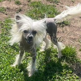 Jethro - Chinese Crested