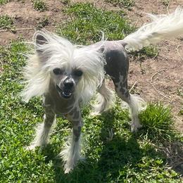 Jethro - Chinese Crested