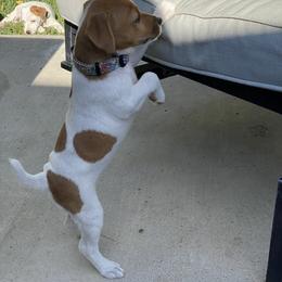 Jack Russell Terrier Puppies from Fair Dinkum Jack Russell Terriers