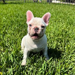 Rudolph - French Bulldog puppy in Pembroke Pines, Florida from Touché Frenchie