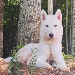 Danny - Siberian Husky