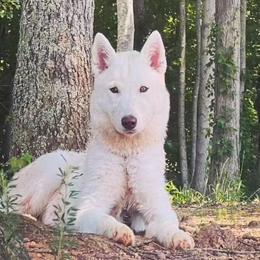 Danny - Siberian Husky