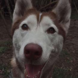 Ezra - Red and white Siberian Husky puppy in Dunnellon, Florida from Clover's Legacy Siberians