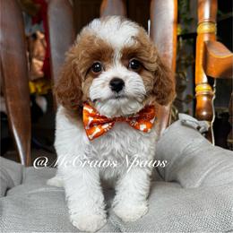 Fall - Apricot female Cavapoo puppy in Hesperia, California from McCraws N Paws