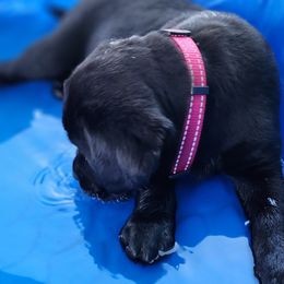 Labrador Retriever Puppies from Steele Caliber Retrievers
