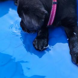 Labrador Retriever Puppies from Steele Caliber Retrievers
