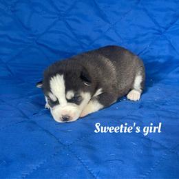Sweetie's girl - Black and white female Siberian Husky puppy in Ocala, Florida from Florida Husky Puppies