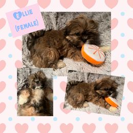 Ellie - Lhasa Apso puppy in Oklahoma from Lhasa Apso OKC