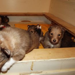 Shetland Sheepdog Puppies from Wyndeway Shetland Sheepdogs