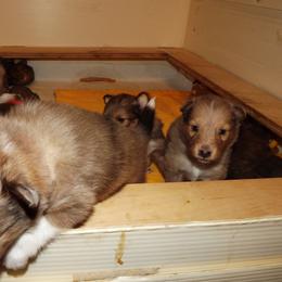 Shetland Sheepdog Puppies from Wyndeway Shetland Sheepdogs