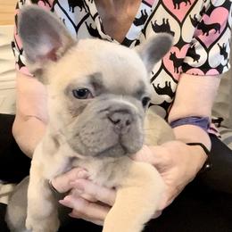 French Bulldog Puppies from Frenchie Perfection