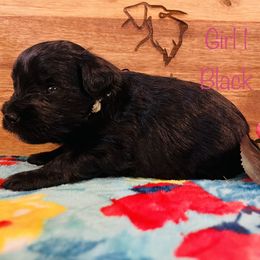 Girl 1 - Black Miniature Schnauzer puppy in Malvern, Arkansas from Deep South Miniature Schnauzers