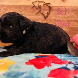 Girl 1 - Black Miniature Schnauzer puppy in Malvern, Arkansas from Deep South Miniature Schnauzers