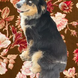 Derby - Blue merle Miniature Australian Shepherd puppy in Bedford, New York from Magnolia Mini Aussies