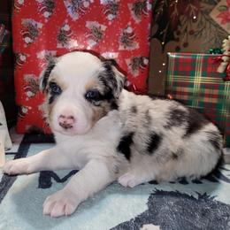 Onyx - Blue merle male Border Collie puppy in Morgan, Texas from Shooting Star Ranch