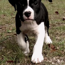 American Staffordshire Terrier Puppies from Angel Moon Kennels