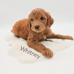 Whitney - Red  female Goldendoodle puppy in Wooster, Ohio from Cynology Doodles