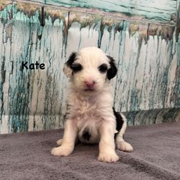 Kate - Black and white female Sheepadoodle puppy in Blackfoot, Idaho from Son of a Poodle Sheepadoodles