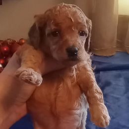 Pink girl - Apricot female Poodle puppy in Licking, Missouri from Majestic Embrace Poodles