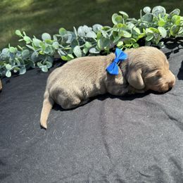 LB (little Boone) - Fawn (isabella) and tan male Dachshund puppy in Indian Trail, North Carolina from Hilda’s Teenie Weenies