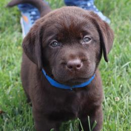 Cove - Chocolate female Labrador Retriever puppy in Camden, Indiana from Camden's Caring Canines