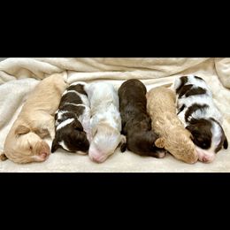 Girl 1 Pink collar - Chocolate female Goldendoodle puppy in Peoria, Arizona from Az Adorable Doodles