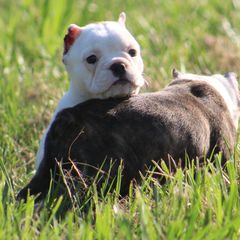 Female 1 - female Shorty Bull puppy in Xenia, Ohio from Bingham's Bulldogs LLC