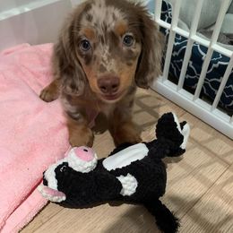 Dachshund All Grown Up from Wieonder Doxies