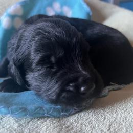 Banner - Bicolor - male Golden Mountain Dog puppy in Colorado Springs, Colorado from Bastian Mountain Dogs