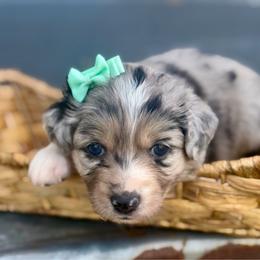 Teal - Blue merle female Miniature Australian Shepherd puppy in 32046, Florida from River Hill Ranch